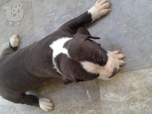 pitbull merle